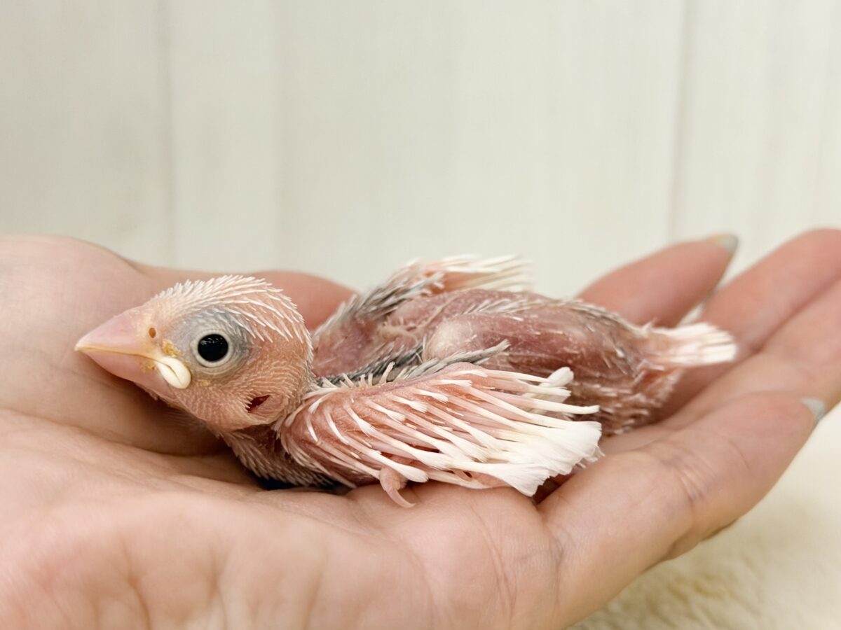 白文鳥