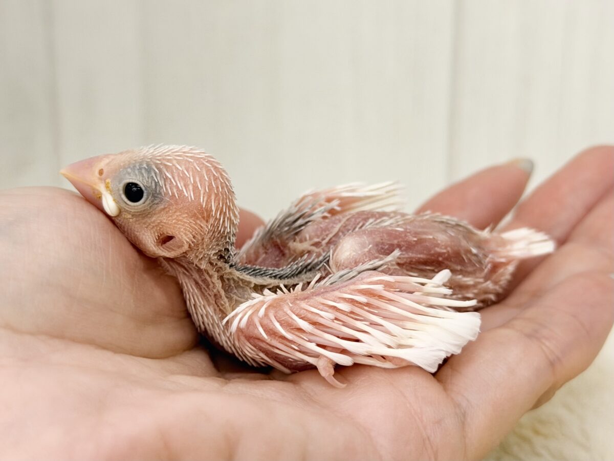 最新画像更新🩷つるりん、スベスベ肌✨白文鳥のヒナ入荷しました❤️ 白文鳥