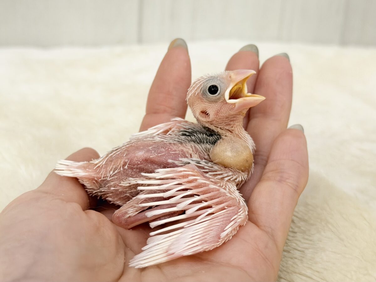 白文鳥