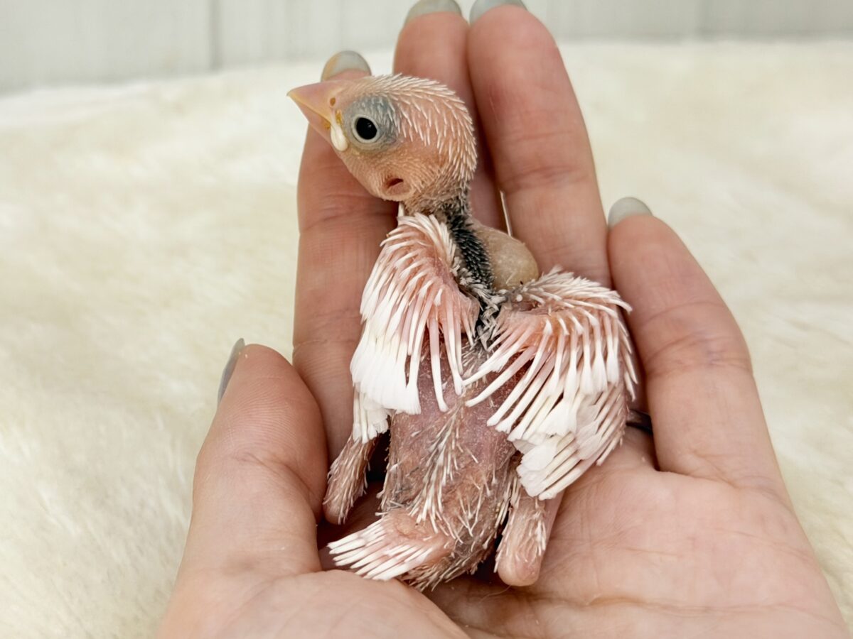 最新画像更新🩷つるりん、スベスベ肌✨白文鳥のヒナ入荷しました❤️ 白文鳥