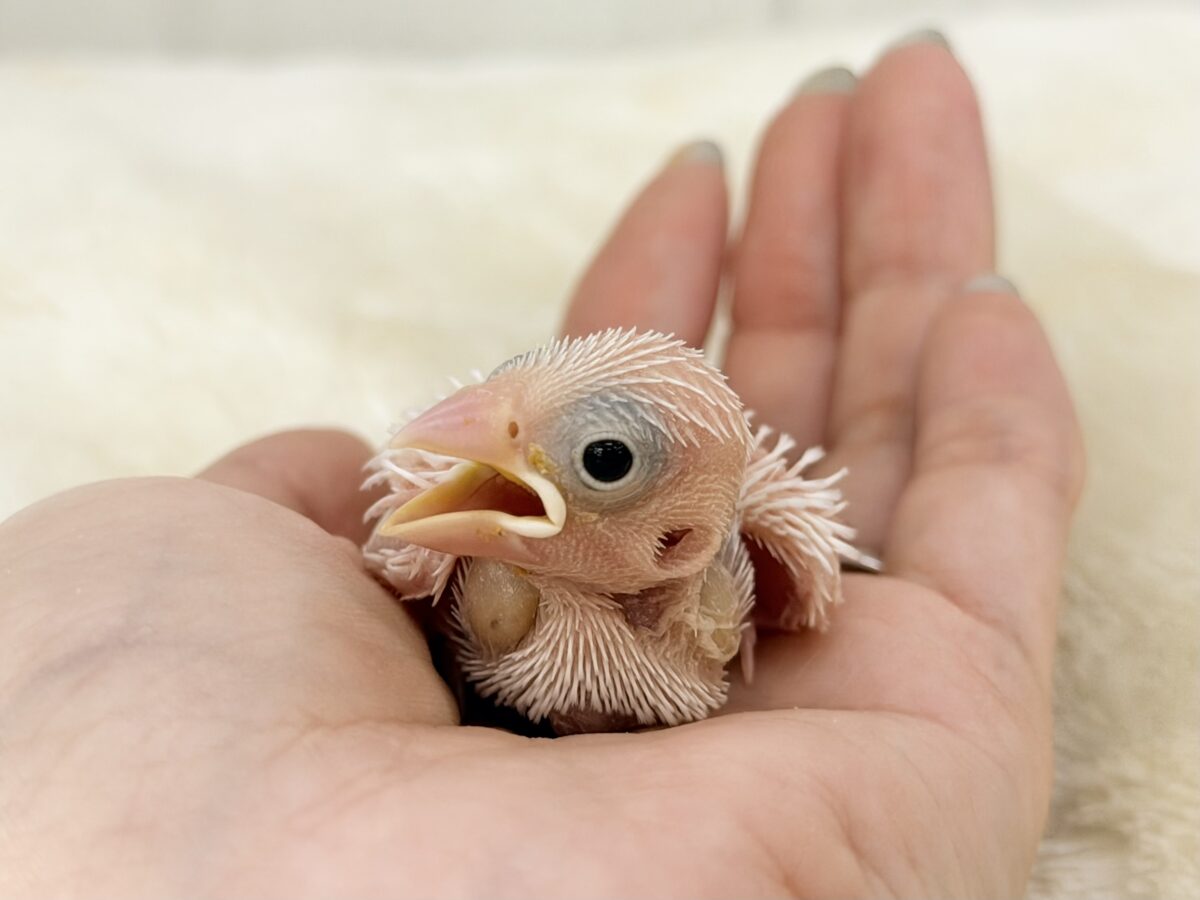 最新画像更新🩷つるりん、スベスベ肌✨白文鳥のヒナ入荷しました❤️ 白文鳥