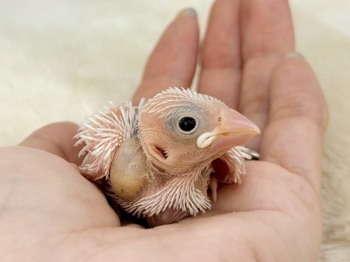 白文鳥