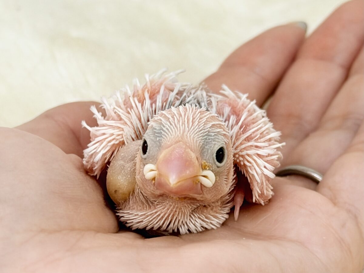 最新画像更新🩷つるりん、スベスベ肌✨白文鳥のヒナ入荷しました❤️ 白文鳥