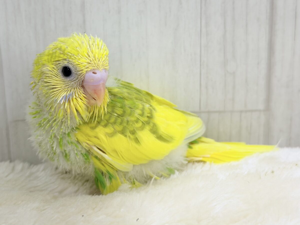 セキセイインコ
