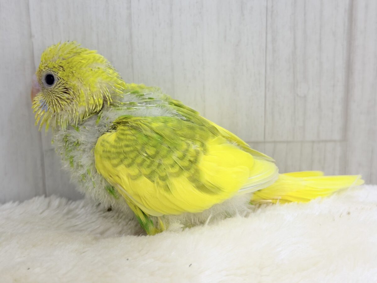 ただのグリーンじゃないぞっ!背中に深緑が入ったシックでカッコ可愛いセキセイインコのヒナ(グリーンスパングルパイド)入荷しました❤️ セキセイインコ