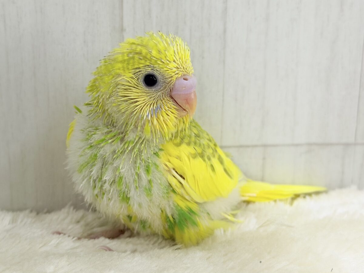 セキセイインコ