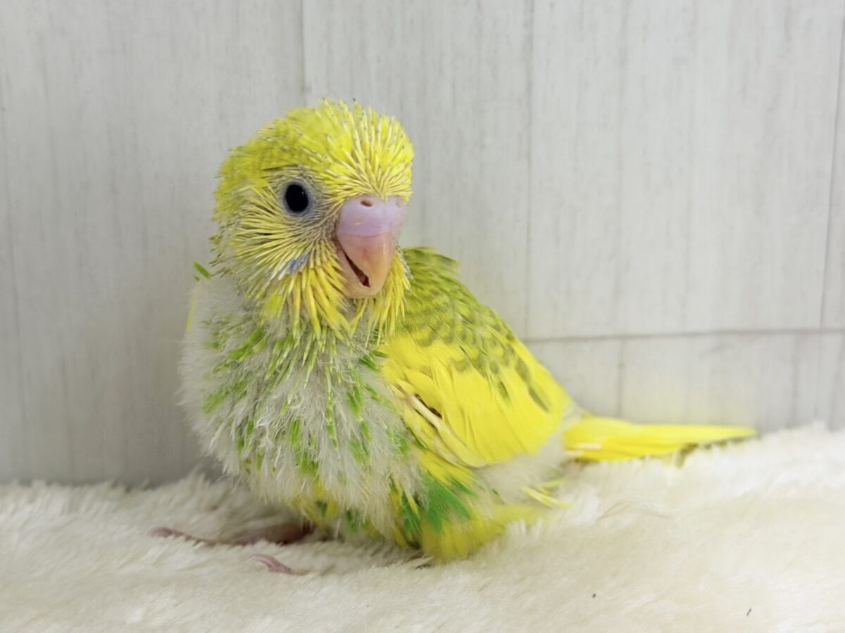 セキセイインコ