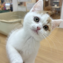 BGMは一生こ〜れ♡ｺﾞﾛｺﾞﾛ…ｺﾞﾛｺﾞﾛｺﾞﾛ…スコティッシュフォールドくん！