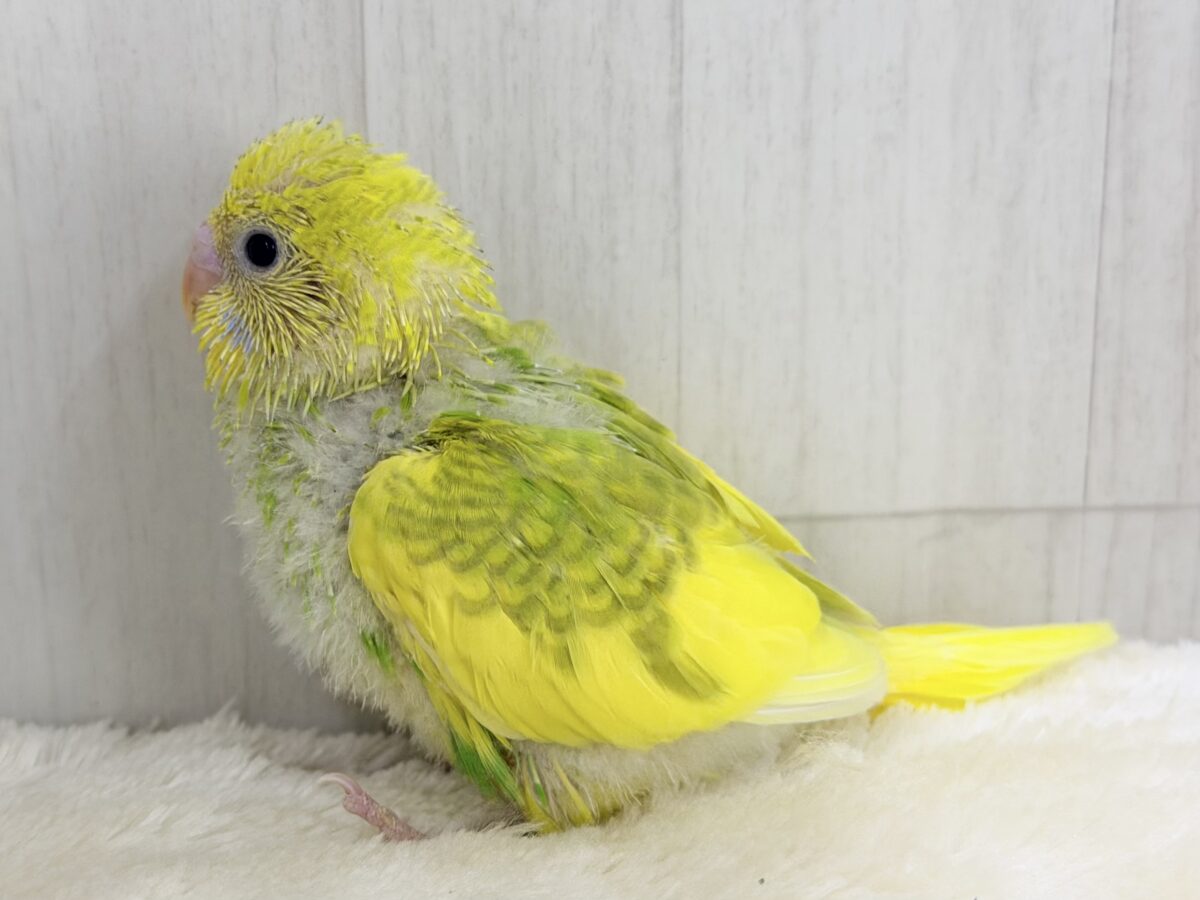 セキセイインコ