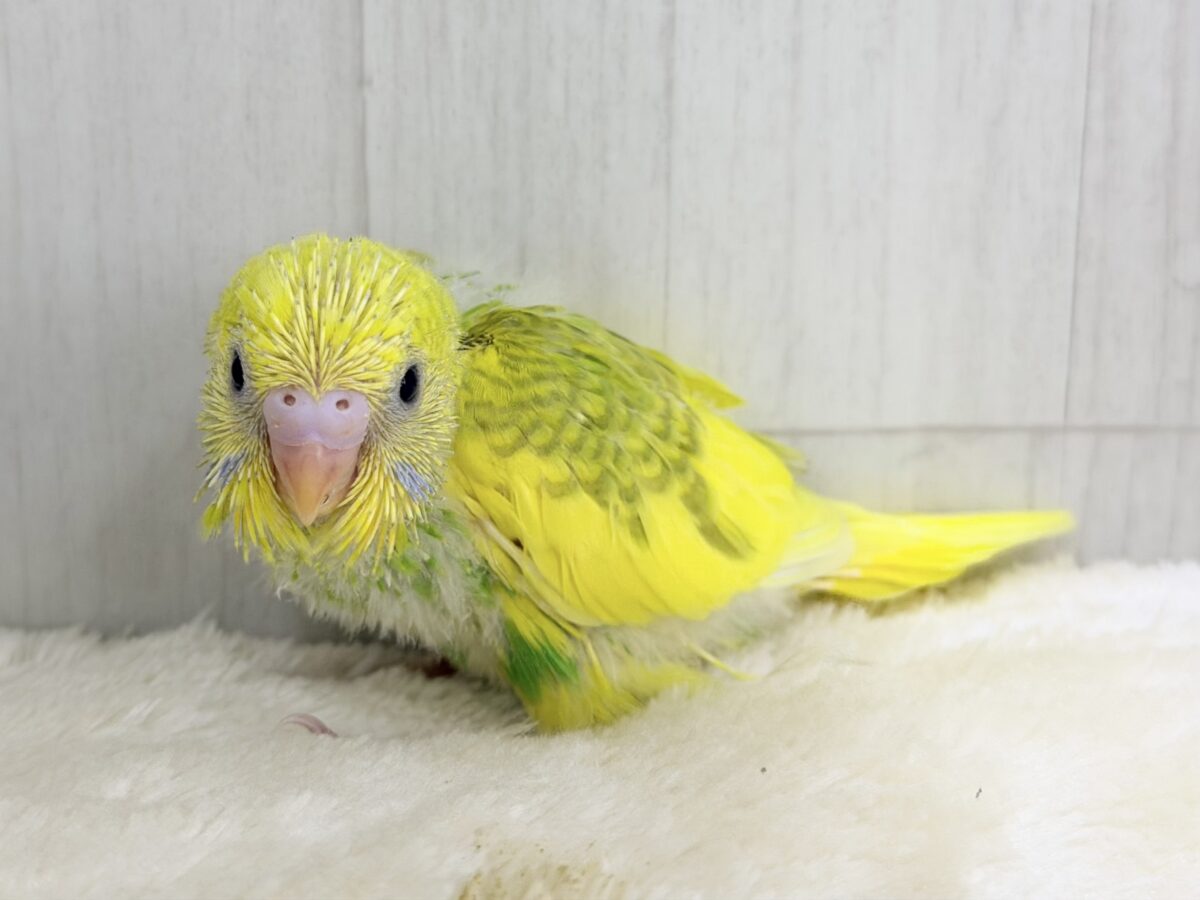 ただのグリーンじゃないぞっ!背中に深緑が入ったシックでカッコ可愛いセキセイインコのヒナ(グリーンスパングルパイド)入荷しました❤️ セキセイインコ