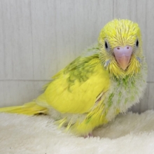 ただのグリーンじゃないぞっ！背中に深緑が入ったシックでカッコ可愛いセキセイインコのヒナ(グリーンスパングルパイド)入荷しました❤️