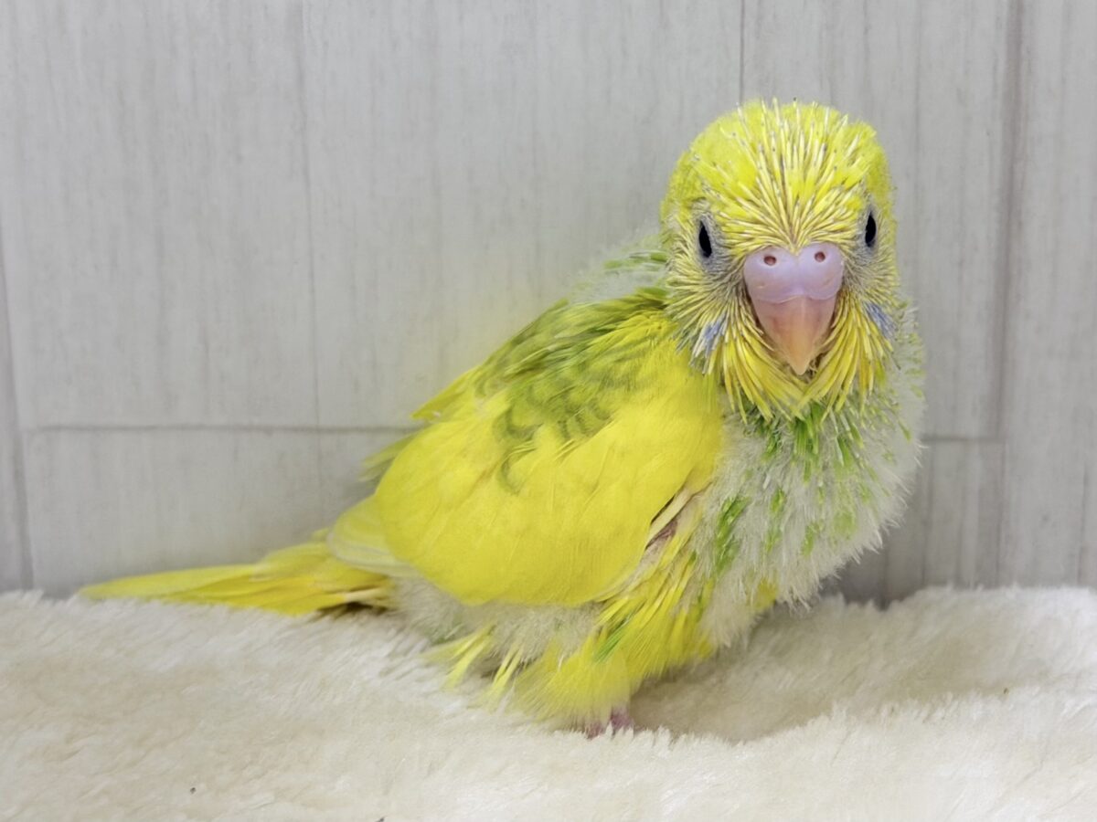 ただのグリーンじゃないぞっ！背中に深緑が入ったシックでカッコ可愛いセキセイインコのヒナ(グリーンスパングルパイド)入荷しました❤️