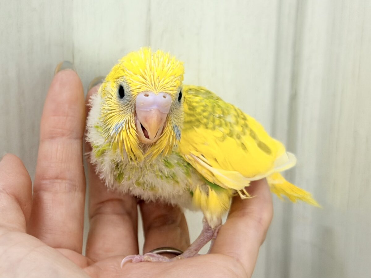 セキセイインコ
