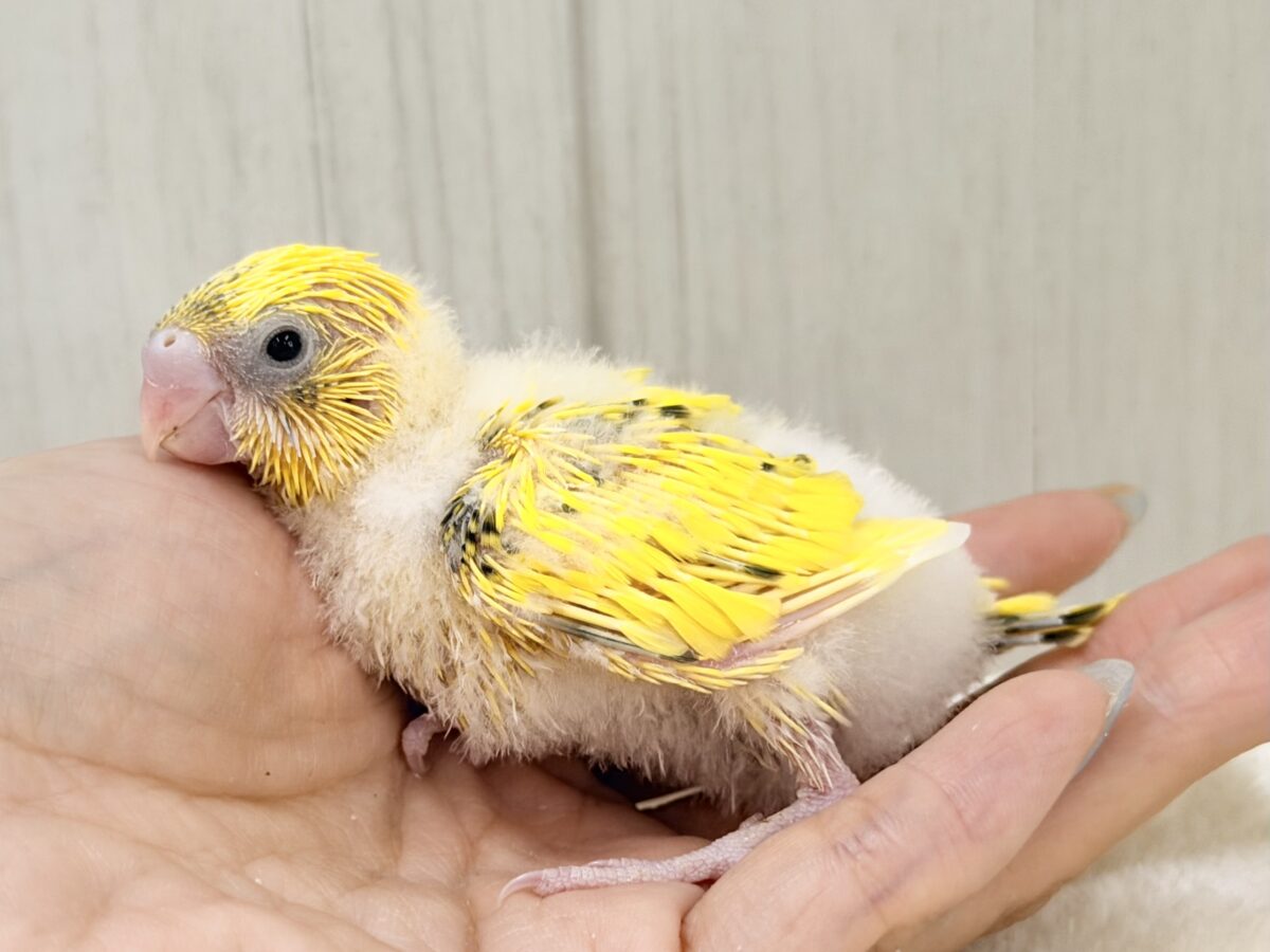 セキセイインコ