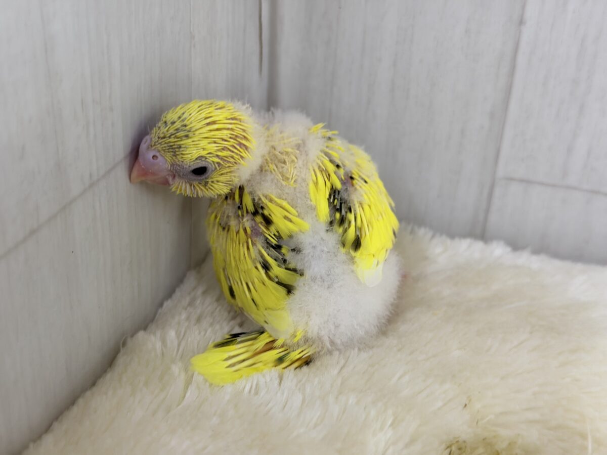 セキセイインコ