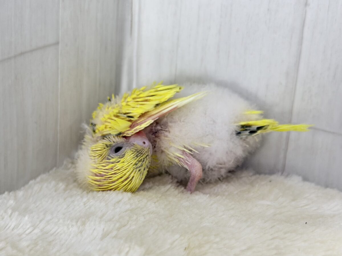 セキセイインコ