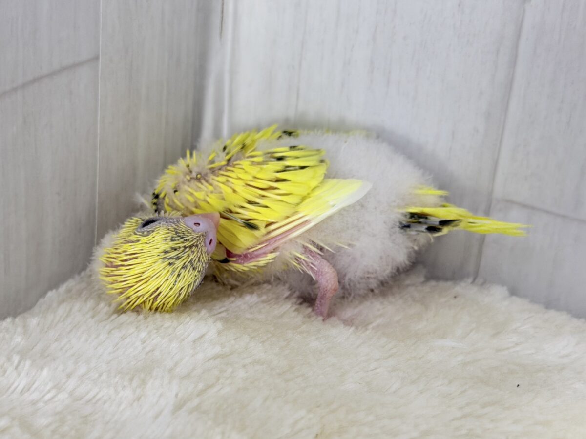 セキセイインコ