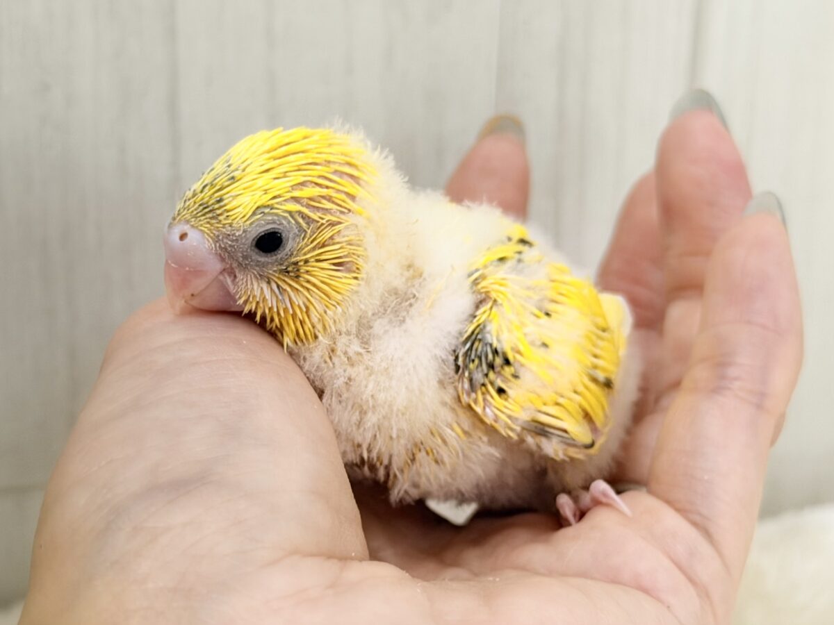 セキセイインコ