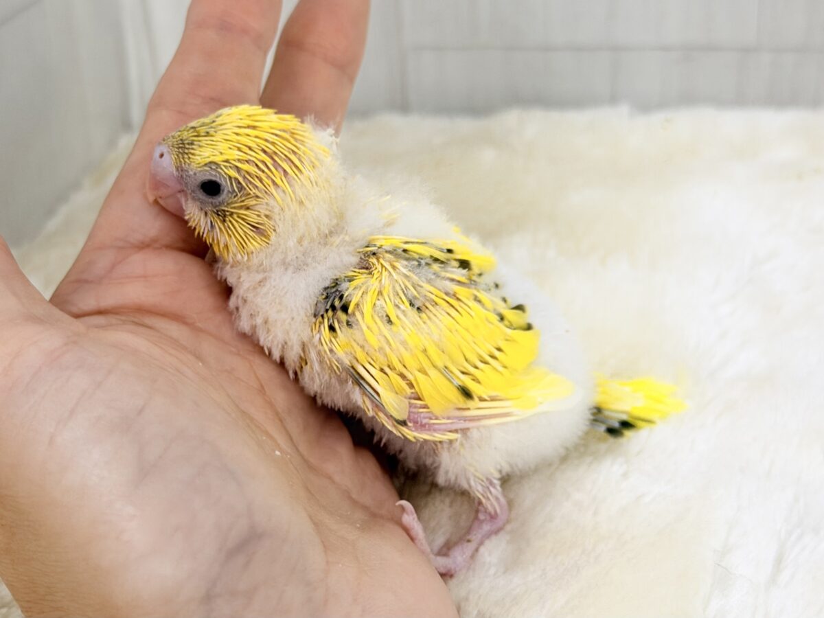 セキセイインコ