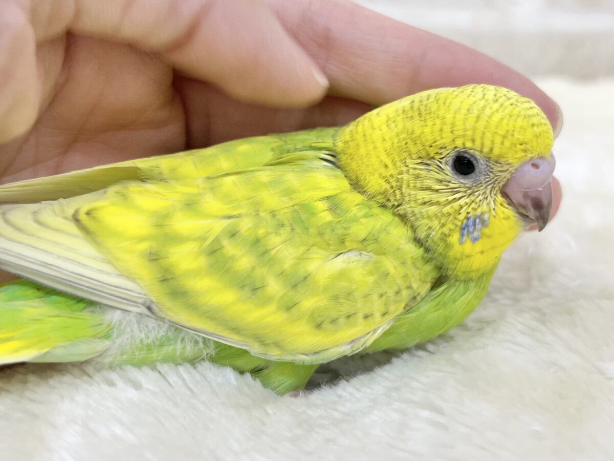 セキセイインコ