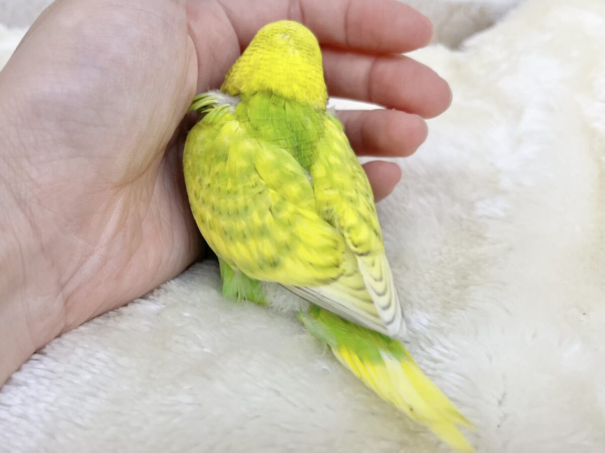 定番人気✨✨ セキセイインコ(スパングル) セキセイインコ