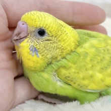 定番人気✨✨　セキセイインコ（スパングル）