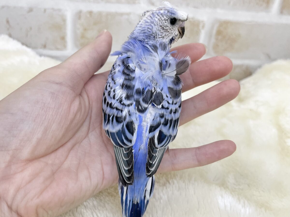 おかっぱ頭😆✨ 梵天セキセイインコ(ブルーオパーリン) 梵天セキセイインコ