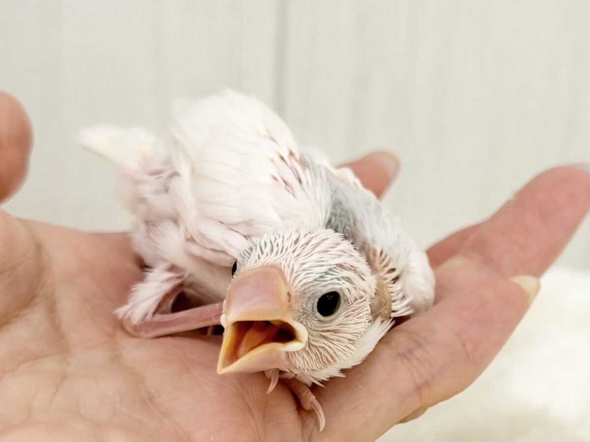 白文鳥