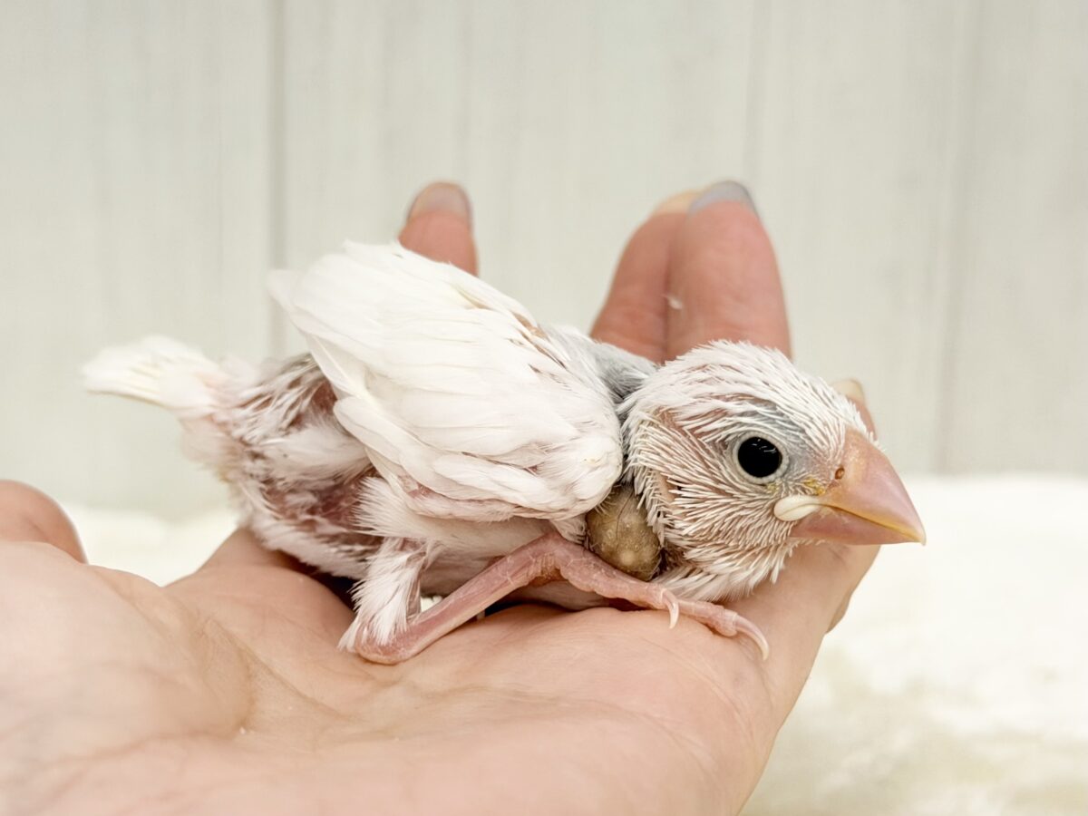 白文鳥
