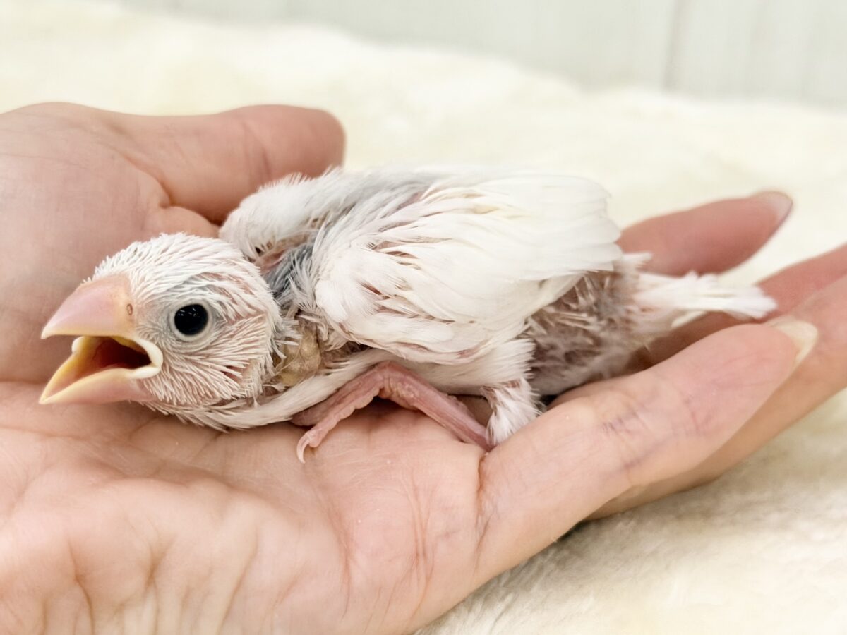 白文鳥