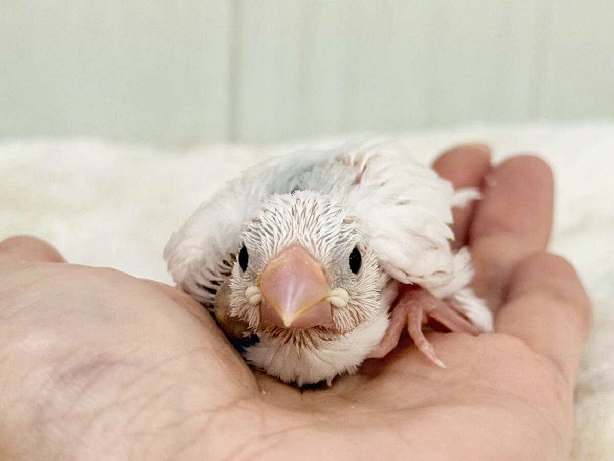 白文鳥