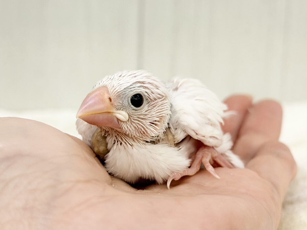 白文鳥