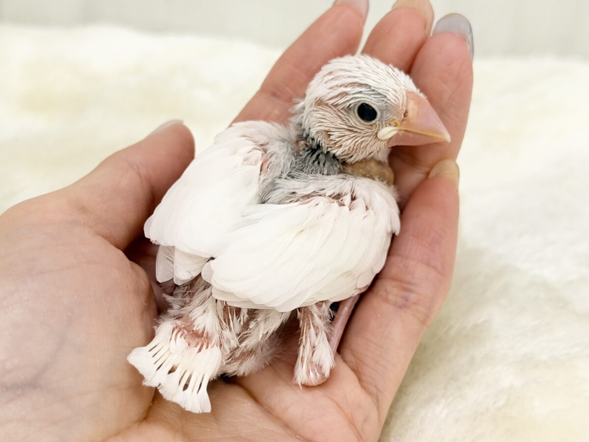最新画像更新🩷つるりん、スベスベ肌✨白文鳥のヒナ入荷しました❤️ 白文鳥