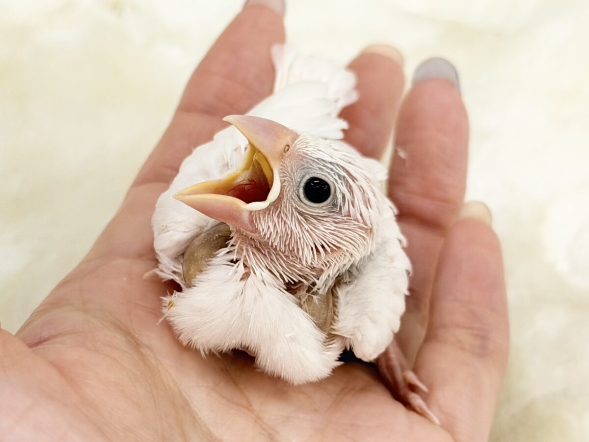 最新画像更新🩷つるりん、スベスベ肌✨白文鳥のヒナ入荷しました❤️ 白文鳥