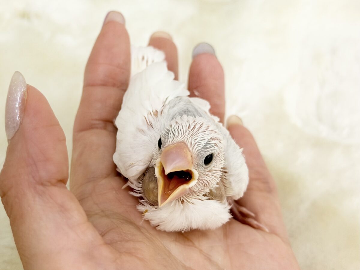 白文鳥