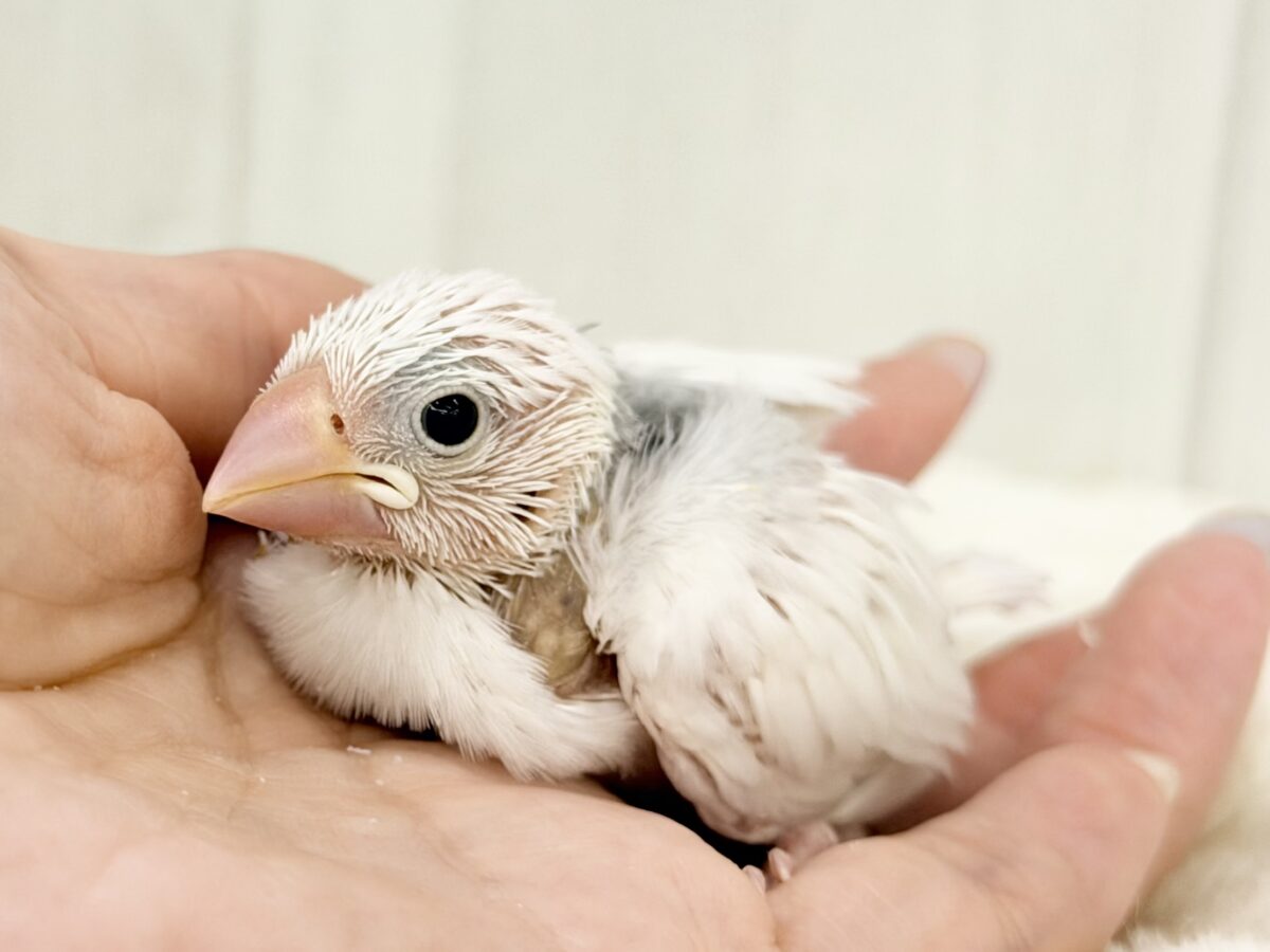 白文鳥