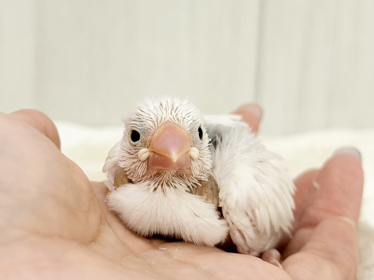最新画像更新🩷つるりん、スベスベ肌✨白文鳥のヒナ入荷しました❤️ 白文鳥