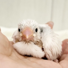 最新画像更新🩷つるりん、スベスベ肌✨白文鳥のヒナ入荷しました❤️