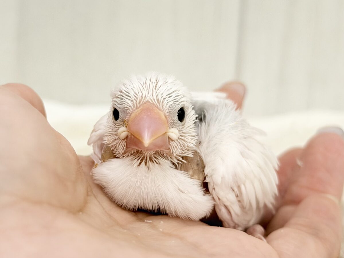最新画像更新🩷つるりん、スベスベ肌✨白文鳥のヒナ入荷しました❤️
