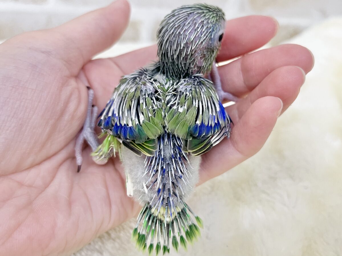 チビかわインコ🐥💕 マメルリハ(ノーマル) マメルリハ