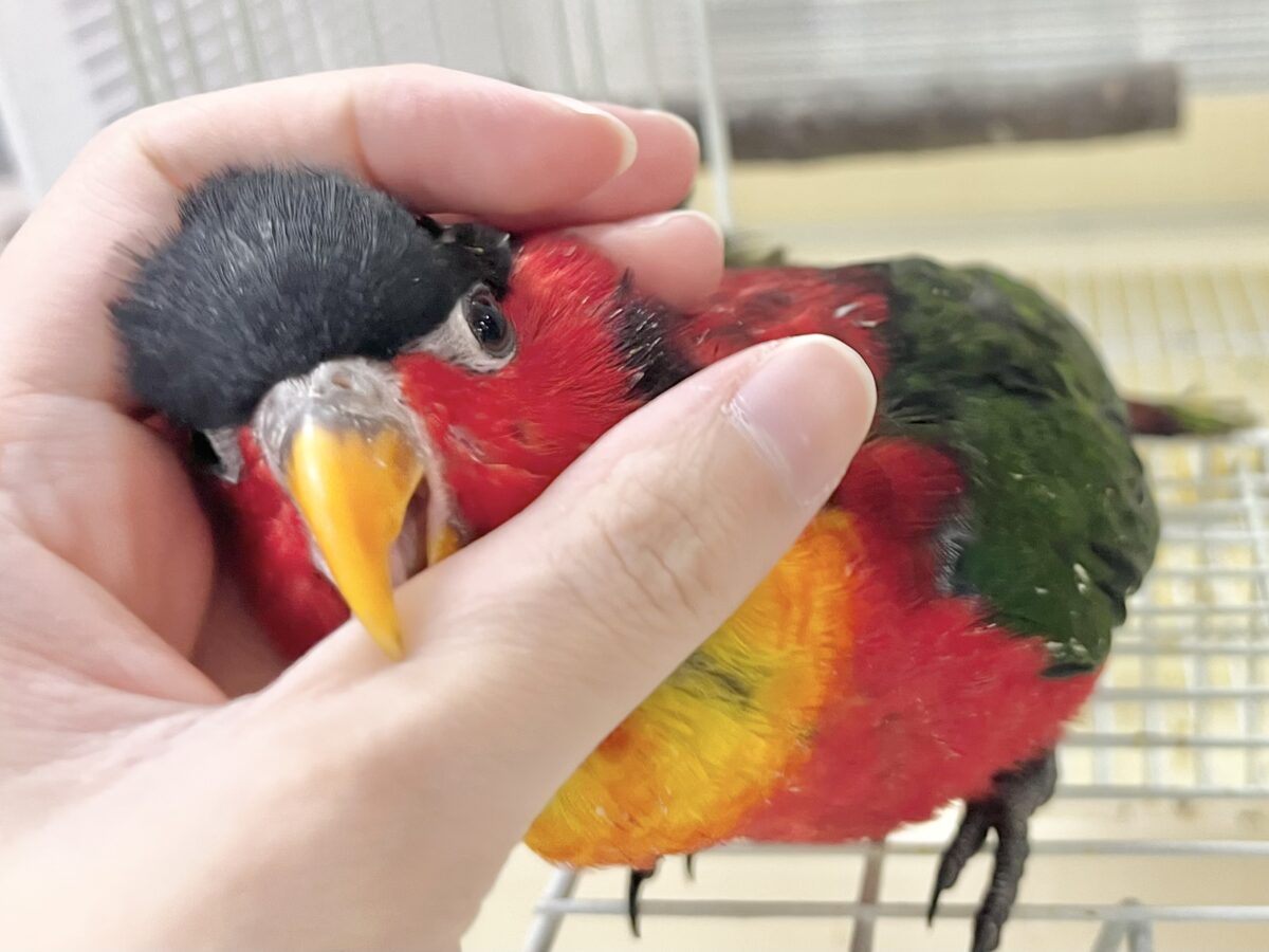 ヨダレカケズグロインコ