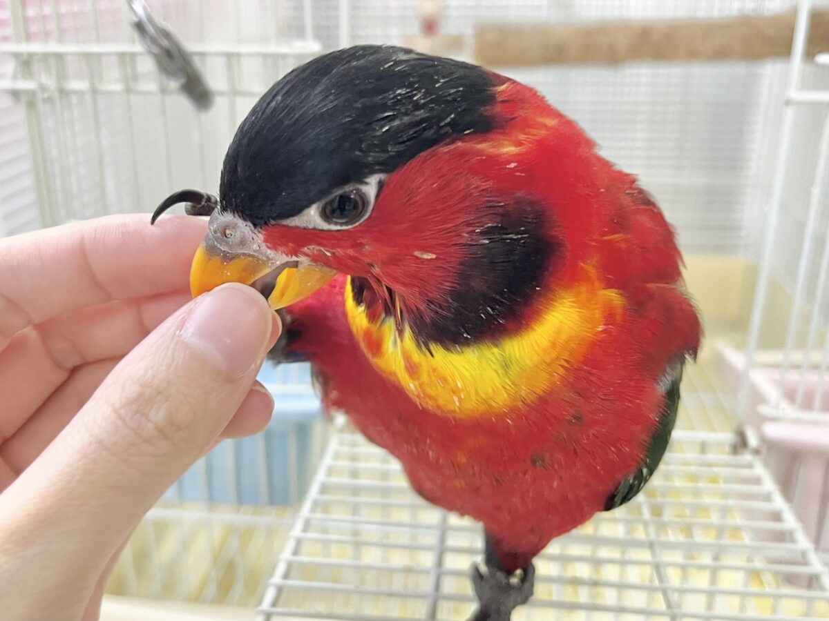 ヨダレカケズグロインコ