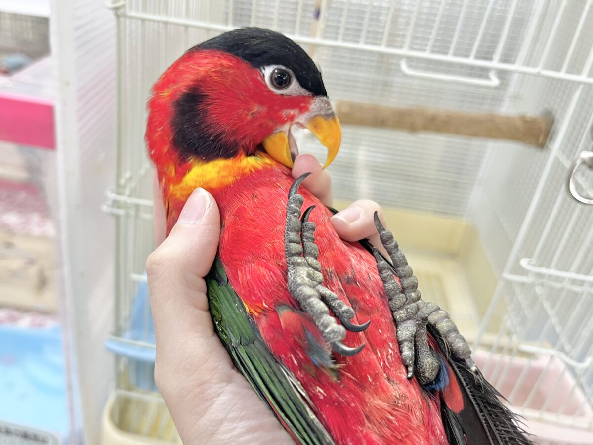 ヨダレカケズグロインコ