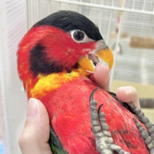 元気いっぱい‼️おちゃめインコ🤡🎶✨　ヨダレカケズグロインコ