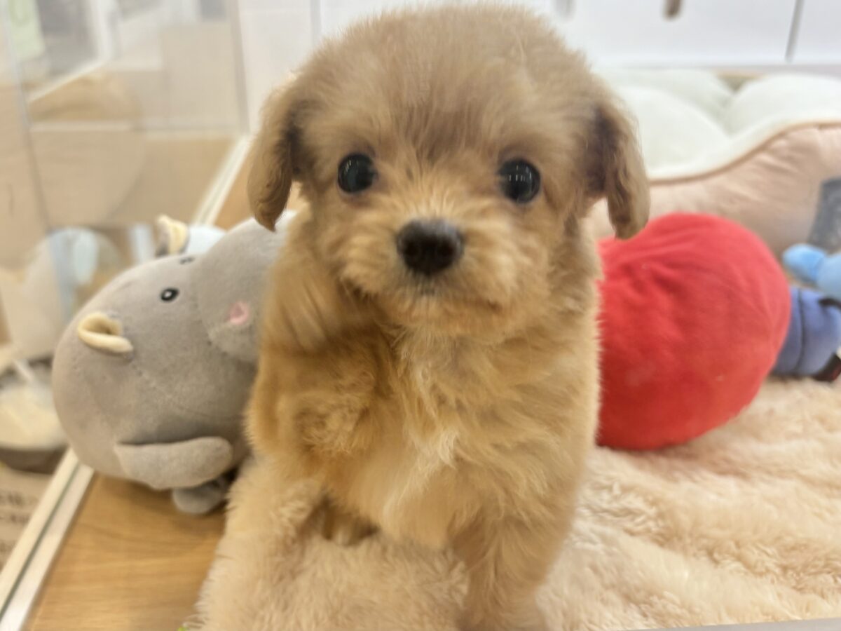 胸にダイブしていいですか♡♡?チワプーちゃん! チワプー