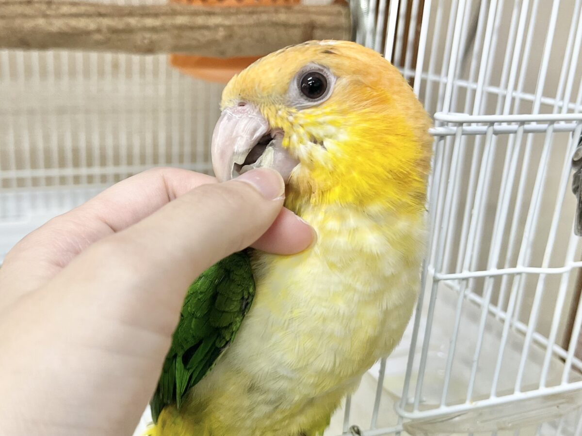 キュルンとおめめが可愛いです🥰💕 シロハラインコ シロハラインコ