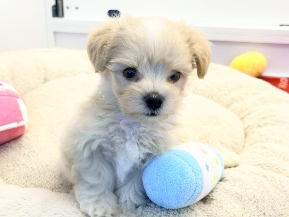 元気いっぱいのボク。かまってちゃんだよ〜🐶💕ハーフ犬(マルチーズ×プードル)入荷しました❤️ マルプー