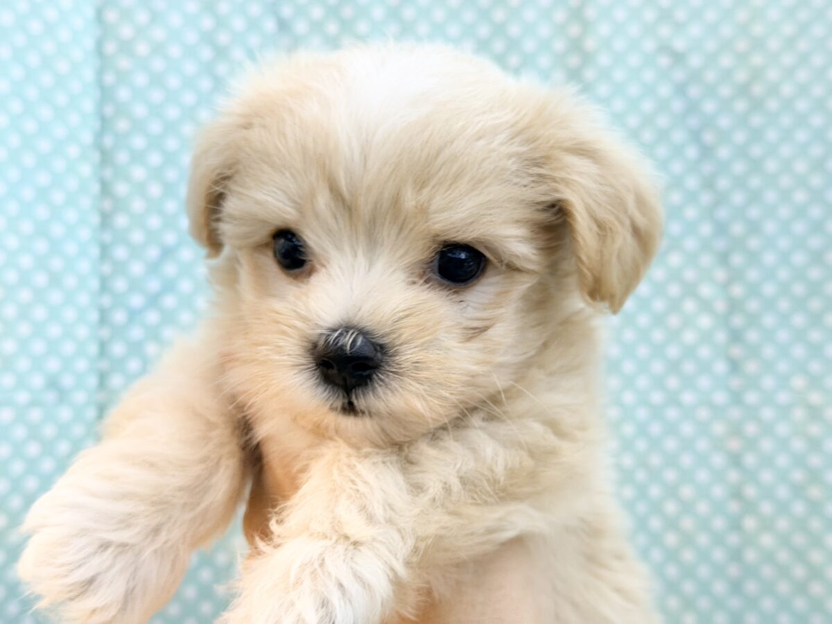 元気いっぱいのボク。かまってちゃんだよ〜🐶💕ハーフ犬(マルチーズ×プードル)入荷しました❤️ マルプー