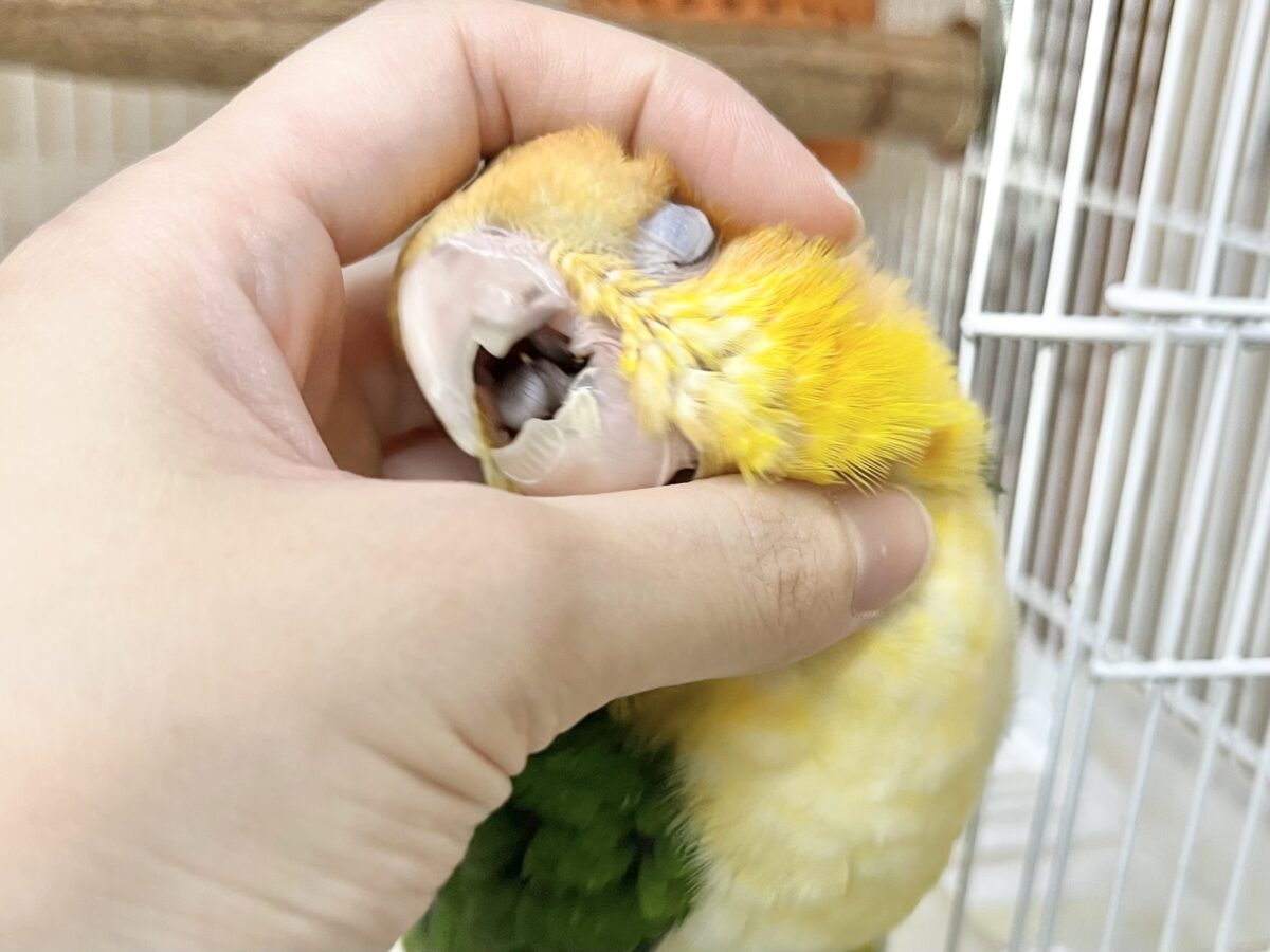 キュルンとおめめが可愛いです🥰💕 シロハラインコ シロハラインコ