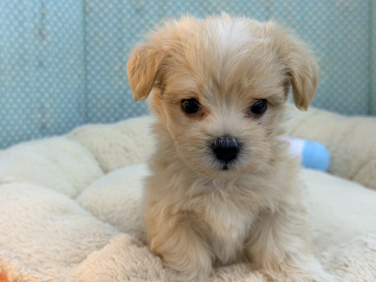 元気いっぱいのボク。かまってちゃんだよ〜🐶💕ハーフ犬(マルチーズ×プードル)入荷しました❤️ マルプー